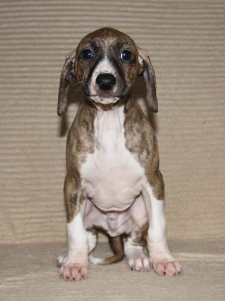 Dakoro de Garde-Epee