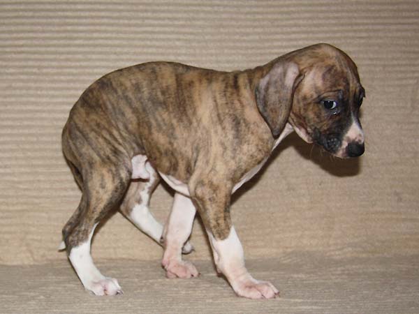 Dakoro de Garde-Epee