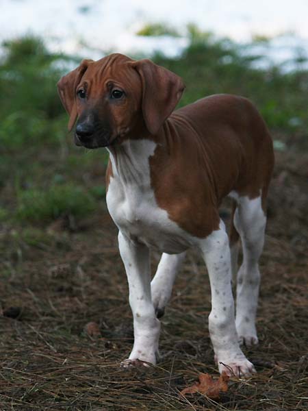 Debbakar de Garde-Epee