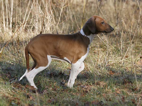 Debbakar de Garde-Epee