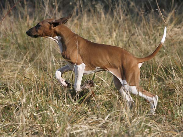 Debbakar de Garde-Epee