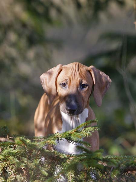Debbakar de Garde-Epee