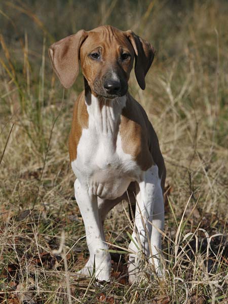 Debbakar de Garde-Epee