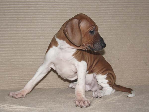 Debbakar de Garde-Epee