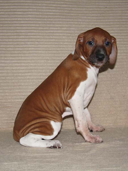 Debbakar de Garde-Epee