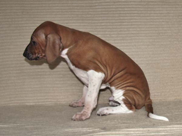 Debbakar de Garde-Epee