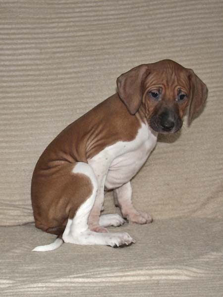 Debbakar de Garde-Epee