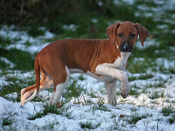 Debbakar de Garde-Epee