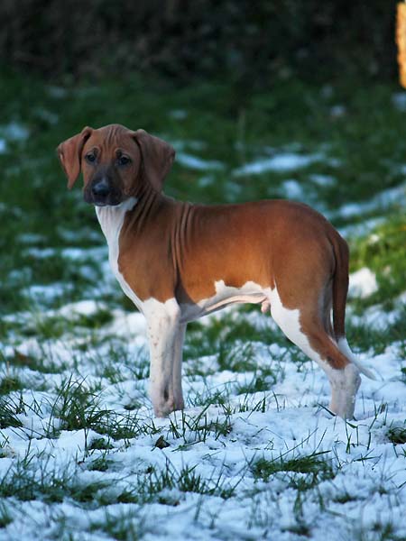 Debbakar de Garde-Epee