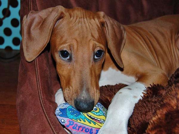 Dinnik de Garde-Epee