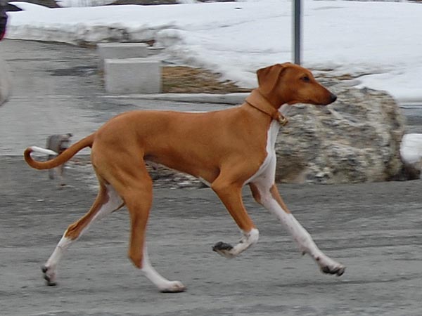 Dinnik de Garde-Ep&eacute;e