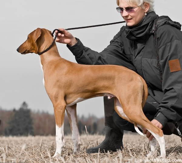 Dinnik de Garde-Ep&eacute;e