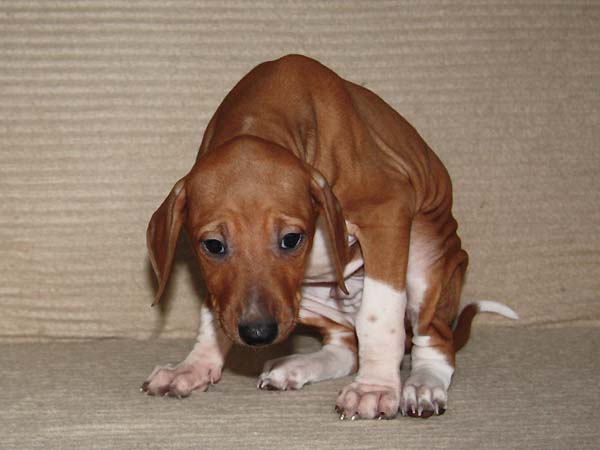 Dinnik de Garde-Epee