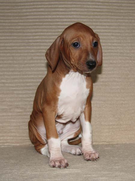 Dinnik de Garde-Epee