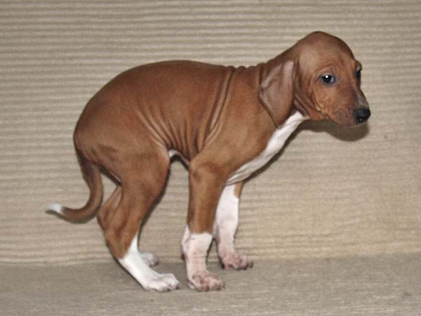 Dinnik de Garde-Epee