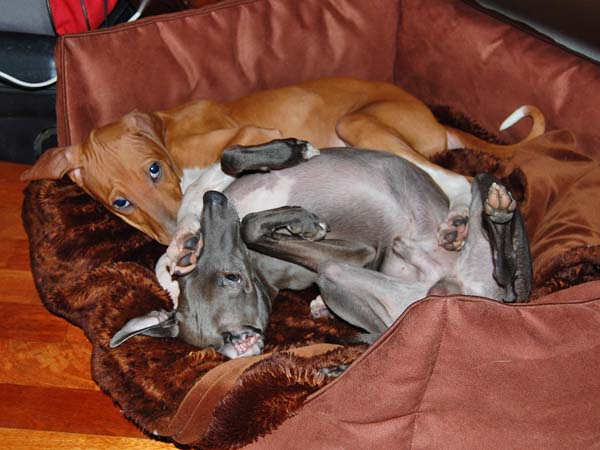 Dinnik de Garde-Epee