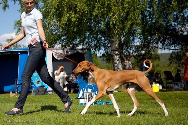 Dinnik de Garde-Ep&eacute;e