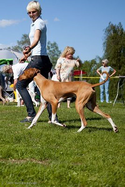 Dinnik de Garde-Ep&eacute;e