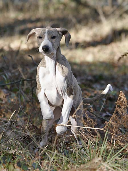 Djinnoun de Garde-Epee