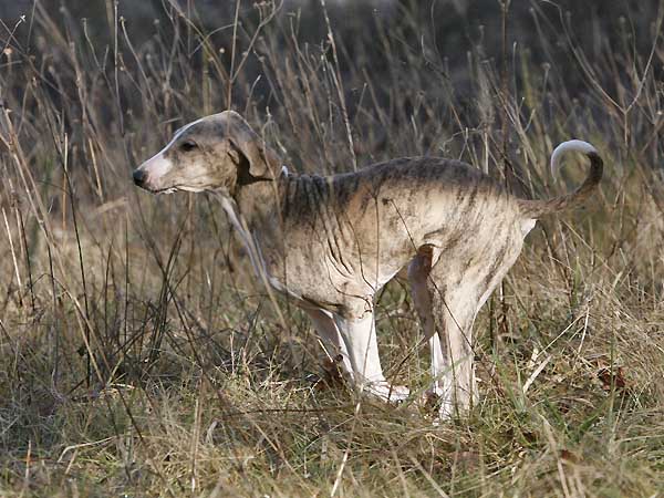 Djinnoun de Garde-Epee