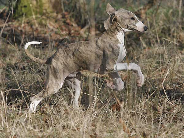 Djinnoun de Garde-Epee