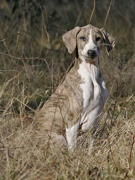 Djinnoun de Garde-Epee