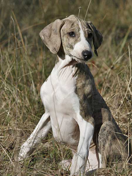 Djinnoun de Garde-Epee