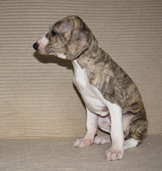 Djinnoun de Garde-Epee