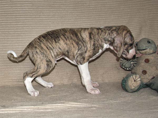 Djinnoun de Garde-Epee