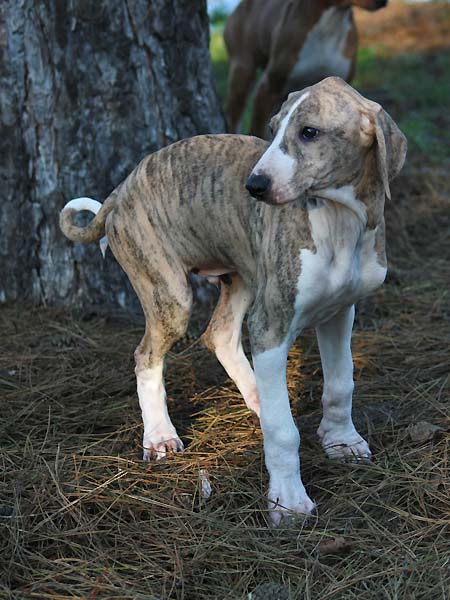 Djinnoun de Garde-Epee