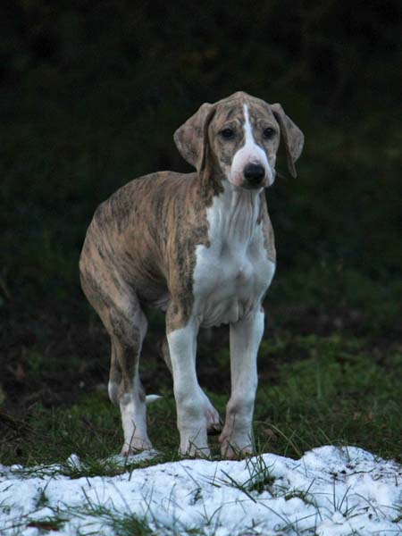 Djinnoun de Garde-Epee