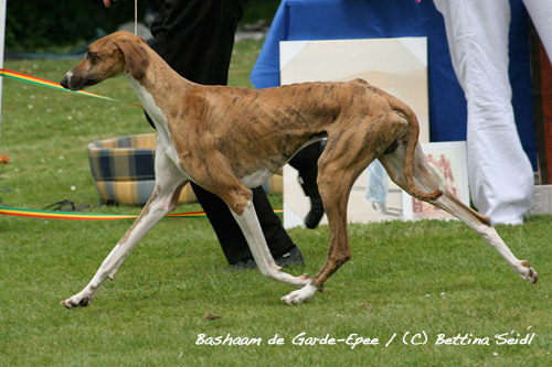 Bashaam de Grade-Ep&eacute;e