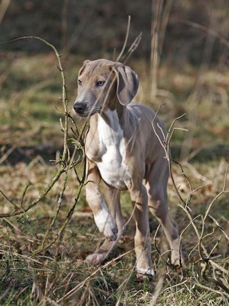 Dasenti de Garde-Epee