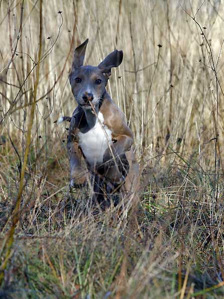 Dasenti de Garde-Epee