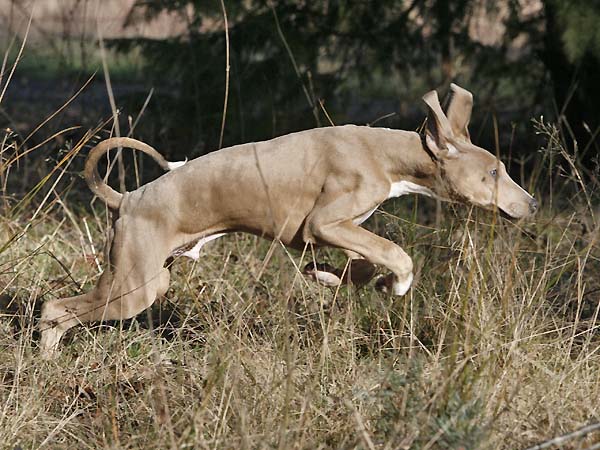 Dasenti de Garde-Epee