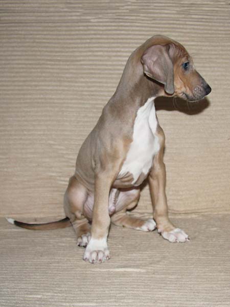 Dasenti de Garde-Epee