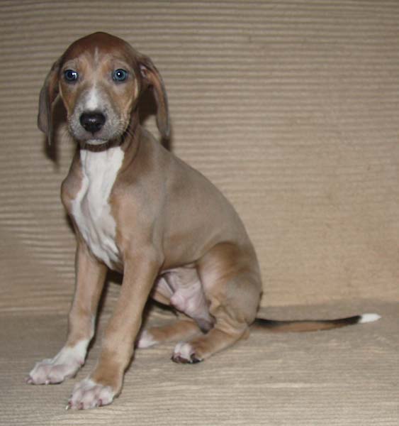 Dasenti de Garde-Epee