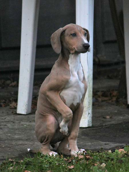 Dasenti de Garde-Epee