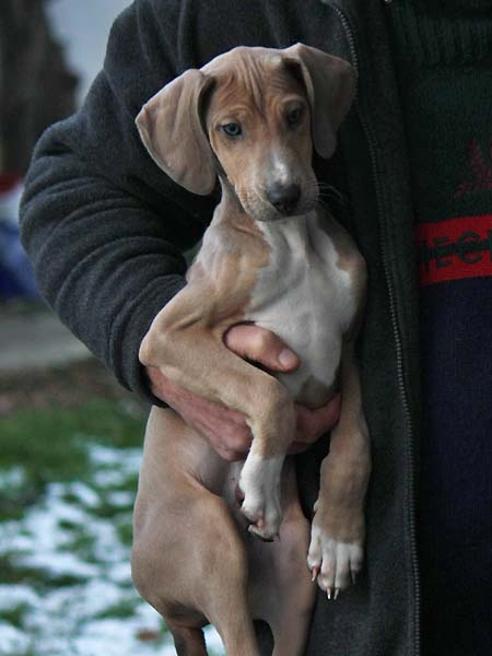 Dasenti de Garde-Epee