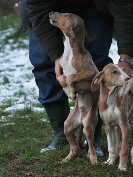 Dasenti de Garde-Epee