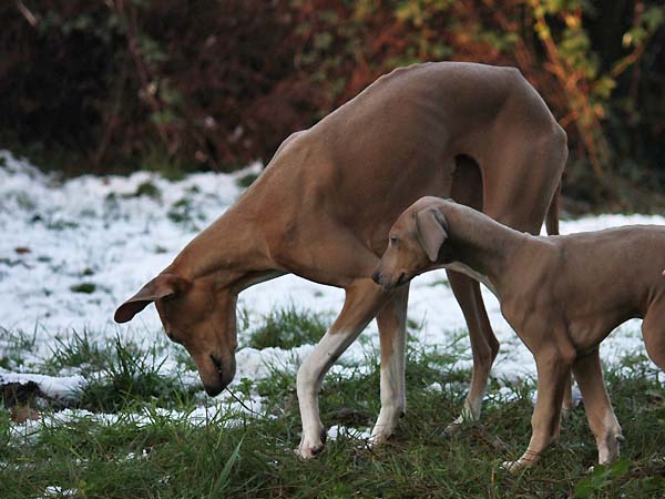 Dasenti de Garde-Epee