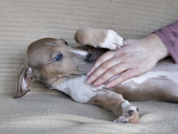 Dasenti de Garde-Epee