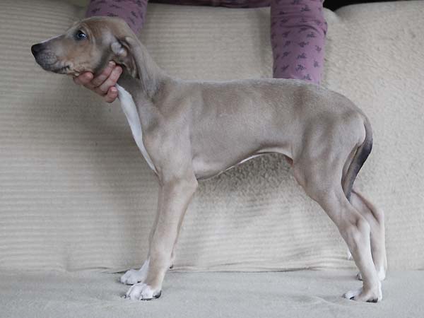 Dasenti de Garde-Epee