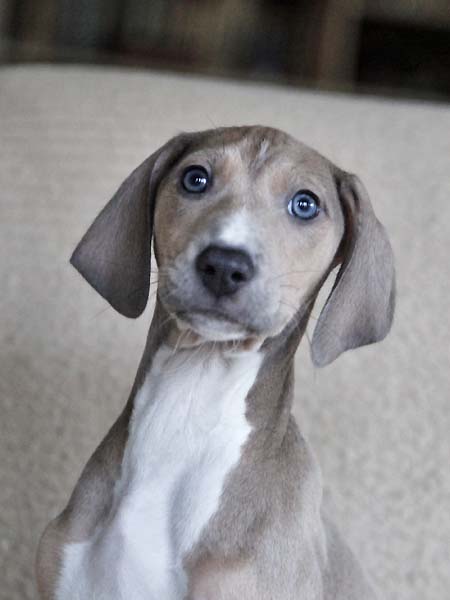 Dasenti de Garde-Epee