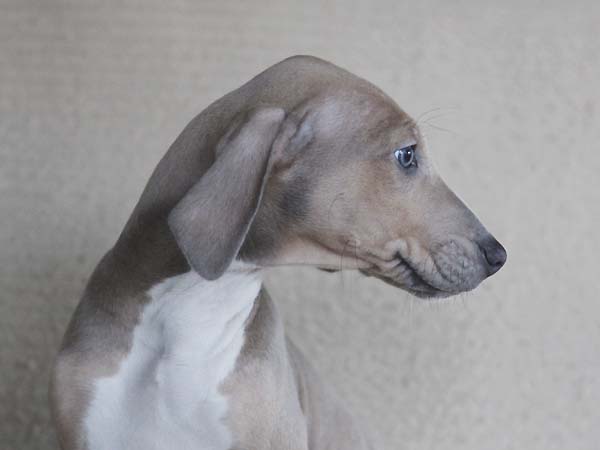 Dasenti de Garde-Epee