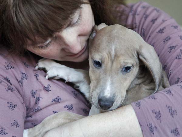 Dasenti de Garde-Epee