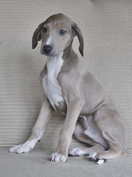 Dasenti de Garde-Epee