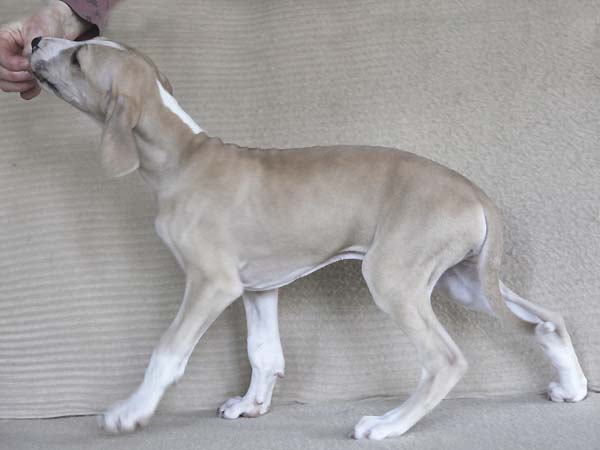 D&eacute;mer de Garde-Ep&eacute;e