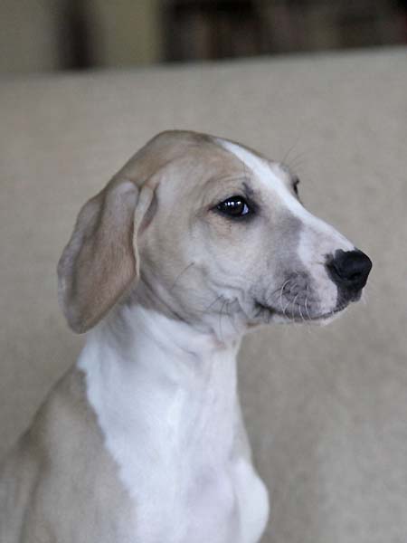 D&eacute;mer de Garde-Ep&eacute;e