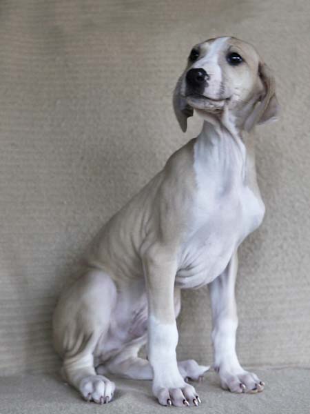 D&eacute;mer de Garde-Ep&eacute;e